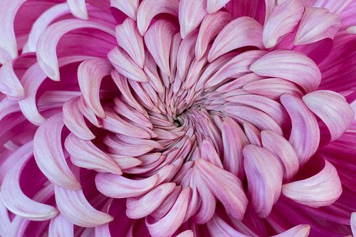 Herz einer rosa Chrysanthemenblüte in Nahaufnahme