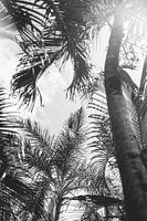 Palmbomen | Strand