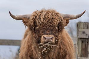 Schottischer Highlander isst Heu