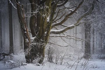 Winter sprookjesboom van Jürgen Schmittdiel Photography