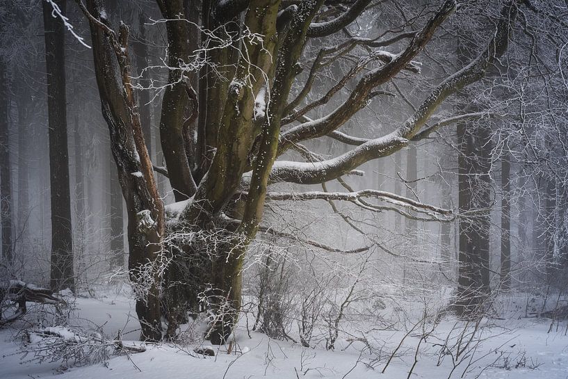 Wintermärchen Baum von Jürgen Schmittdiel Photography