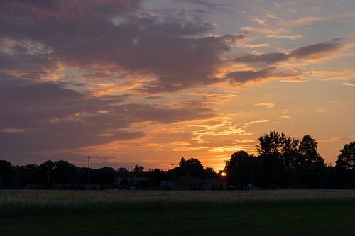 Sunset at the edge of the forest 1