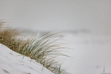 Helmgras in de witte duinen van Percy's fotografie