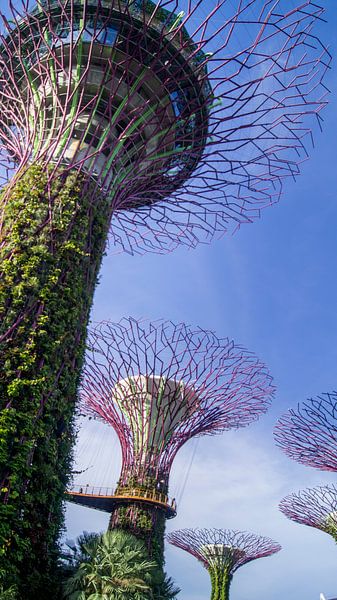 Supertree Grove - Singapore von Raymond Gerritsen