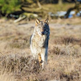 Begegnung mit dem Wolf auf der Hoge Veluwe von Gerard Hol