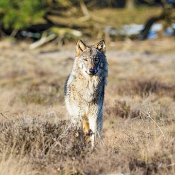 encounter with the wolf on the Hoge Veluwe by Gerard Hol