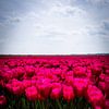 Champ de tulipes sur Lisette van Leeuwen
