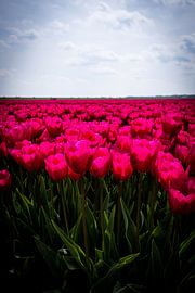 Field full of tulips