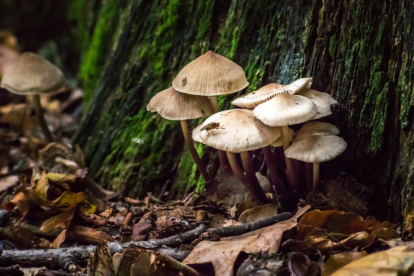 Paddenstoelen by Cor Pot