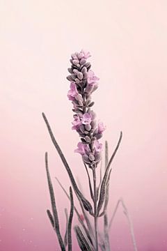 Pastel Lavendel van Treechild