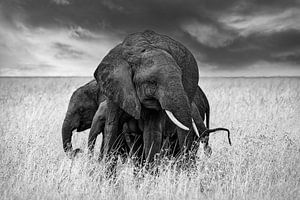 Geschützte Elefantenmutter mit Elefantenbaby in der schönen Natur Afrikas