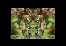 Blauwgroene mozaïeklibel