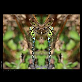Blaugrüne Mosaikjungfer von Matthias Brix