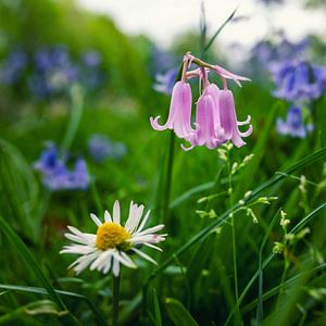 Bunte Blumen (Rosenblüten, Glockenblumen und Gänseblümchen)