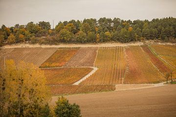 Champagnerregion die Weinberge im Herbst von anne droogsma
