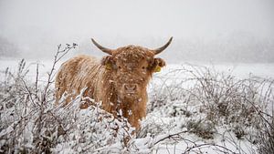 Schottischer Highlander im Schneeregen