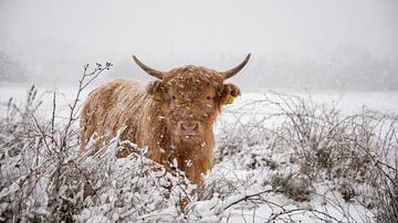 Scottish Highlander in a snow shower by Ans Bastiaanssen