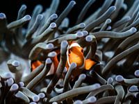 Nemo portret