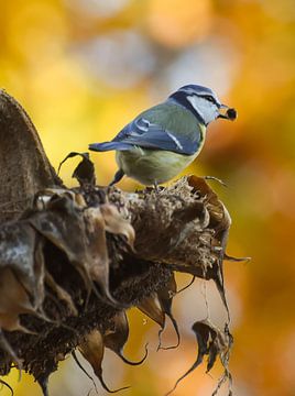 Mésange bleue sur un tournesol sur Danny Slijfer Natuurfotografie