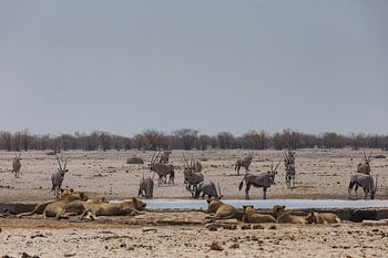 Namibia: ein Land der Extreme und atemberaubender Schönheit.