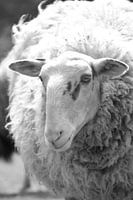 Schaap