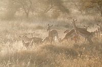 Hirsche bei Sonnenuntergang in der Serengeti