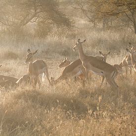 Hertjes bij zonsondergang in de Serengeti van Hege Knaven-van Dijke