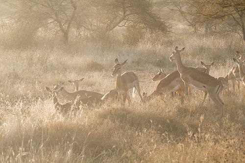 Hertjes bij zonsondergang in de Serengeti