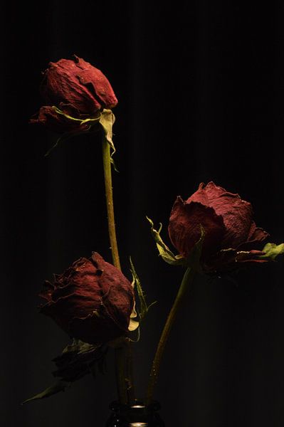 Stilleven van drie rozen in een vaas van Lisanne Rodenburg