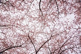 Kirschblütenbäume im Frühling, Japanische Sakura in Almere, Niederlande | Fine Art Botanical Prints von Evelien Lodewijks