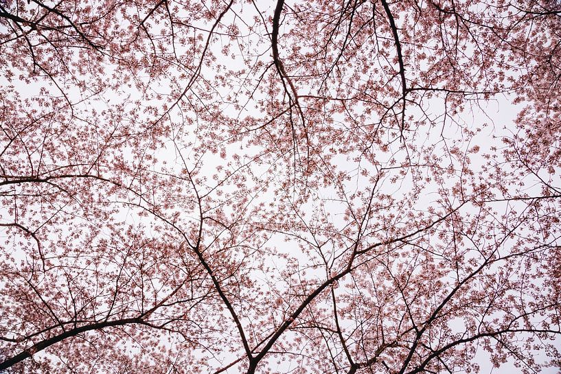 Cherry blossom trees in spring, Japanese Sakura in Almere, Netherlands | Fine art botanical prints by Evelien Lodewijks
