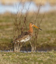 Uferschnepfe von Roos Piek