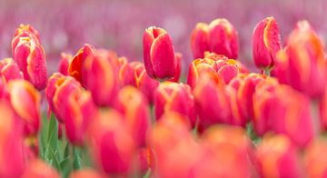 tulpen , bollenveld, Nederland von Jeannette Kliebisch