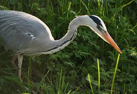 Blauwe reiger. by Foto EVC