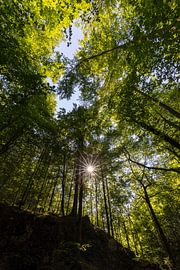 Forest perspective