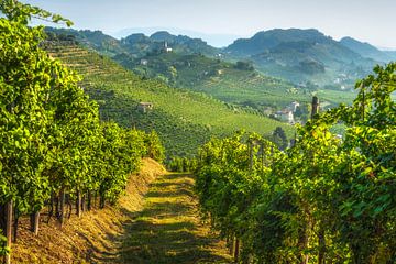 Prosecco-Hügel, Weg zwischen den Weinbergen, Italien von Stefano Orazzini