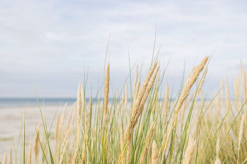 A beautiful dune photo taken on the island of Terschelling