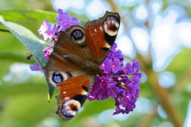 Bunter Schmetterling auf einem Blatt, Blume. Makro