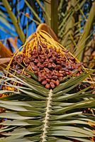 Dadelpalm in Marokko
