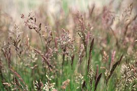 Grasses by Thomas Jäger