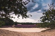 Loonse- en Drunense Duinen van Dirk Smit thumbnail