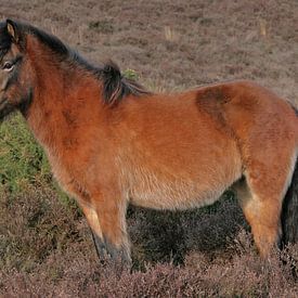 IJslands paard op de Posbank von Henriëtte Kelderman-Makaaij