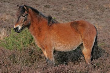 IJslands paard op de Posbank van Henriëtte Kelderman-Makaaij