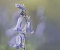 Fliege auf Holzhyazinthe