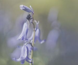 Fliege auf Holzhyazinthe