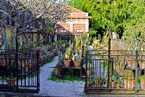 Cactussenverzameling in de botanische tuin van Palermo