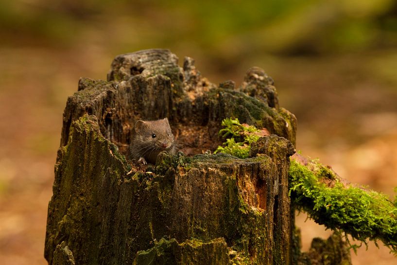 This mouse is sitting in a tree stump to soak up the sun by Paul Wendels