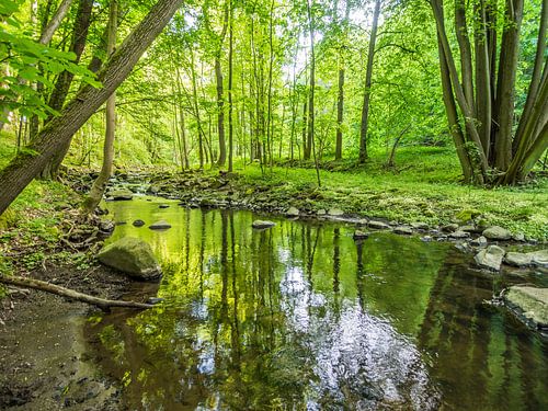 Lente bij de beek in het groene loofbos VI