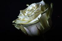 Witte roos