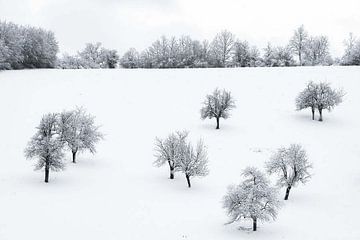 Bomen bedekt met sneeuw van vmb switzerland